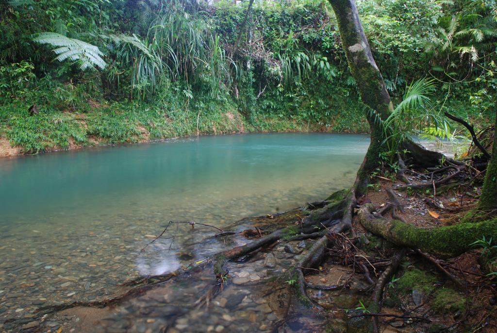 Heritage Lodge - In The Daintree Exterior photo